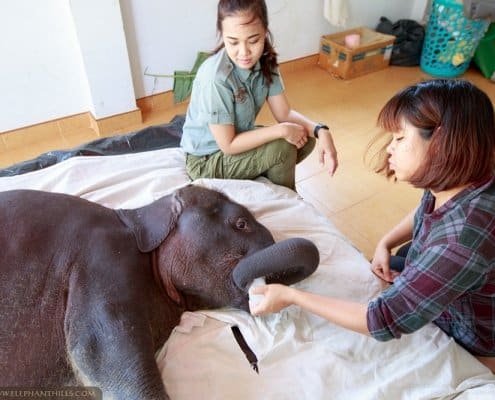 Powdered milk and other supplies for baby elephants at Krabi Hospital 10
