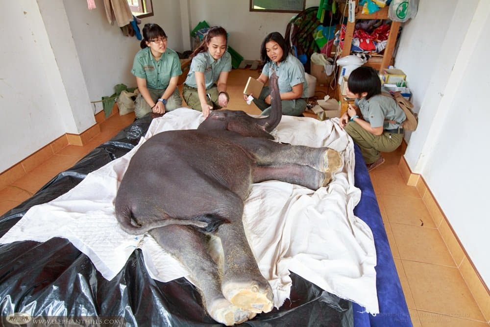 Powdered milk and other supplies for baby elephants at Krabi Hospital 2