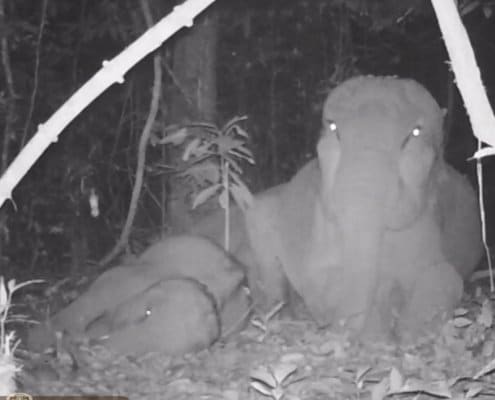 Our most exceptional wild elephant footage yet! 8