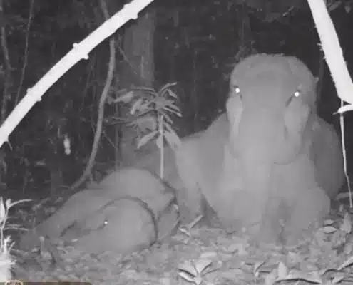 Our most exceptional wild elephant footage yet! 13