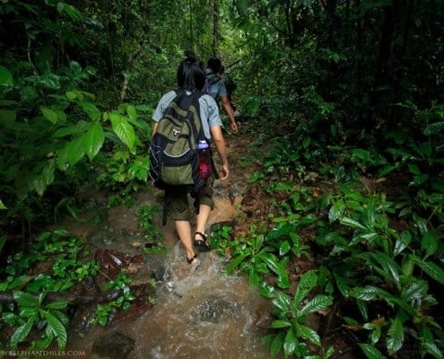 Wading through flooded jungle to reach camera traps 5