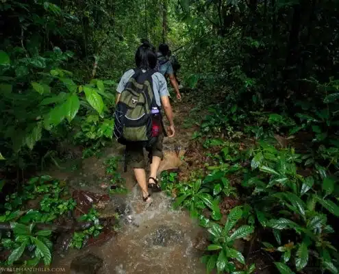Wading through flooded jungle to reach camera traps 8