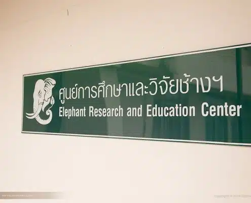 Contributing to elephant research in Thailand 10