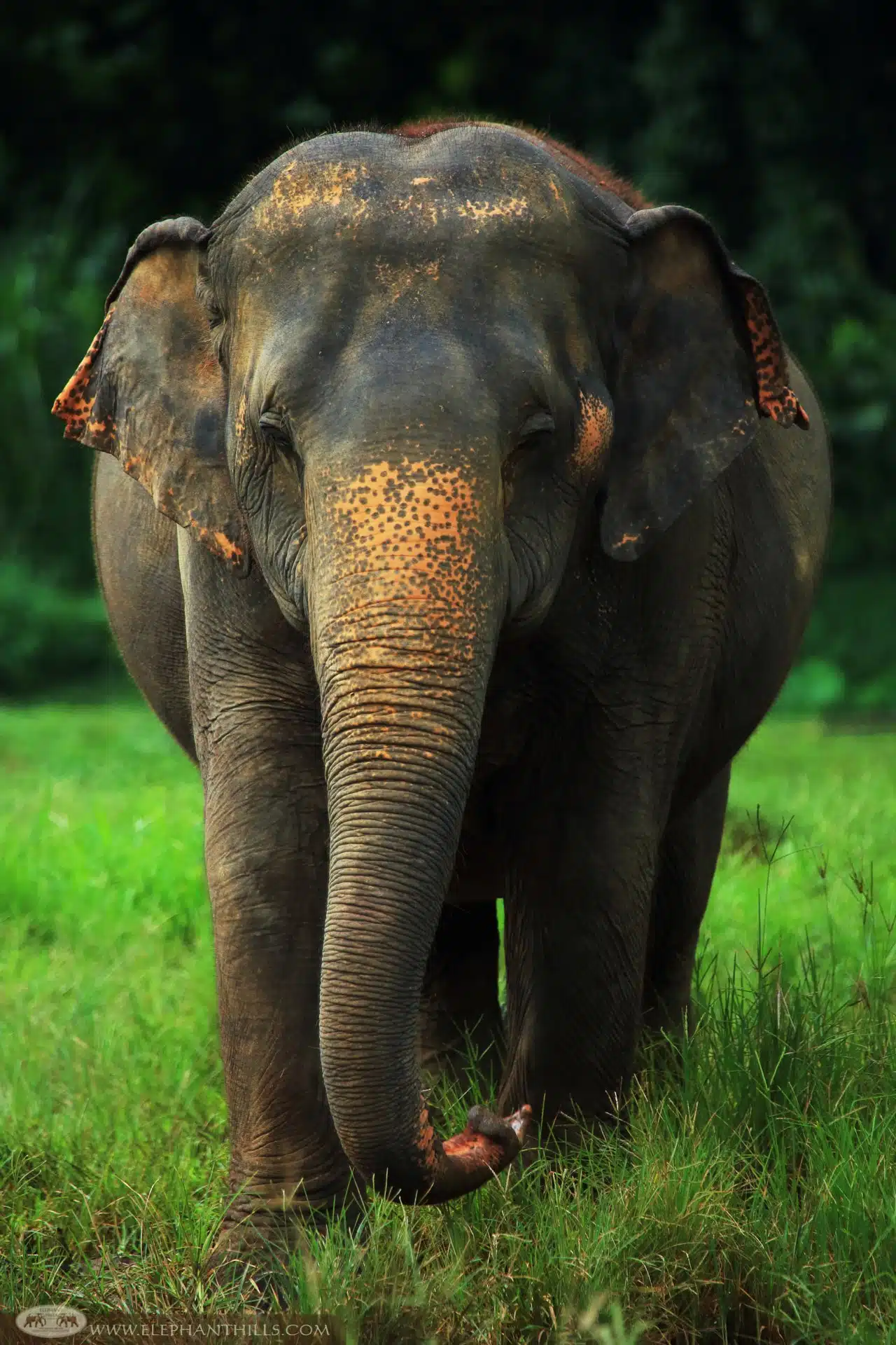 Asian Elephant at Elephant Hills