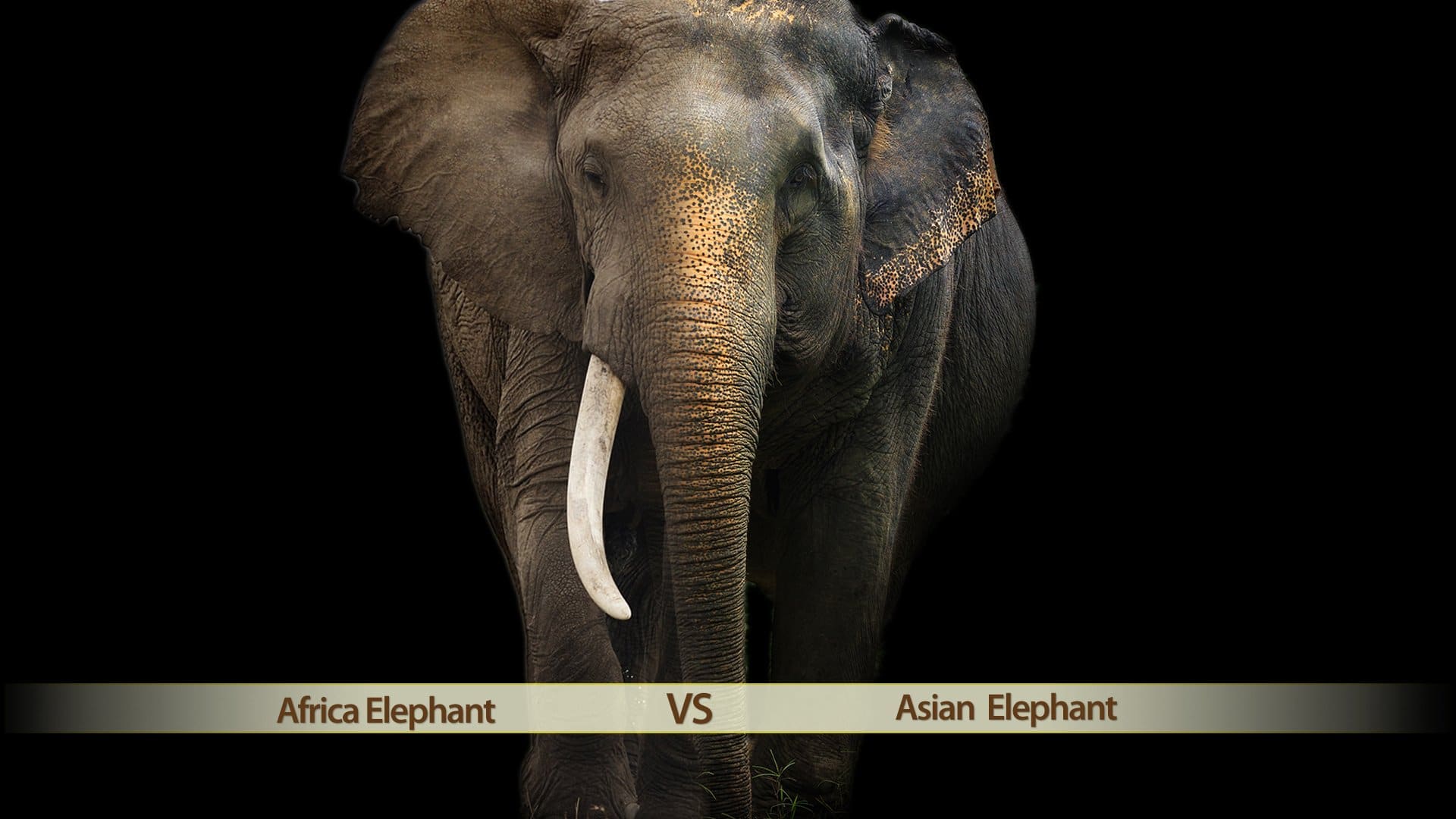 The difference of African and Asia Elephants
