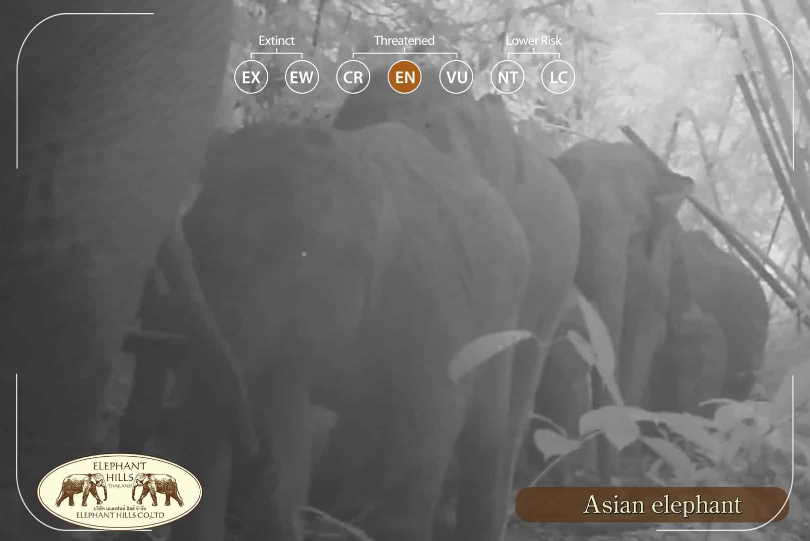 Elephant herd in Elephant Hills’ camera of Wildlife Monitoring Project