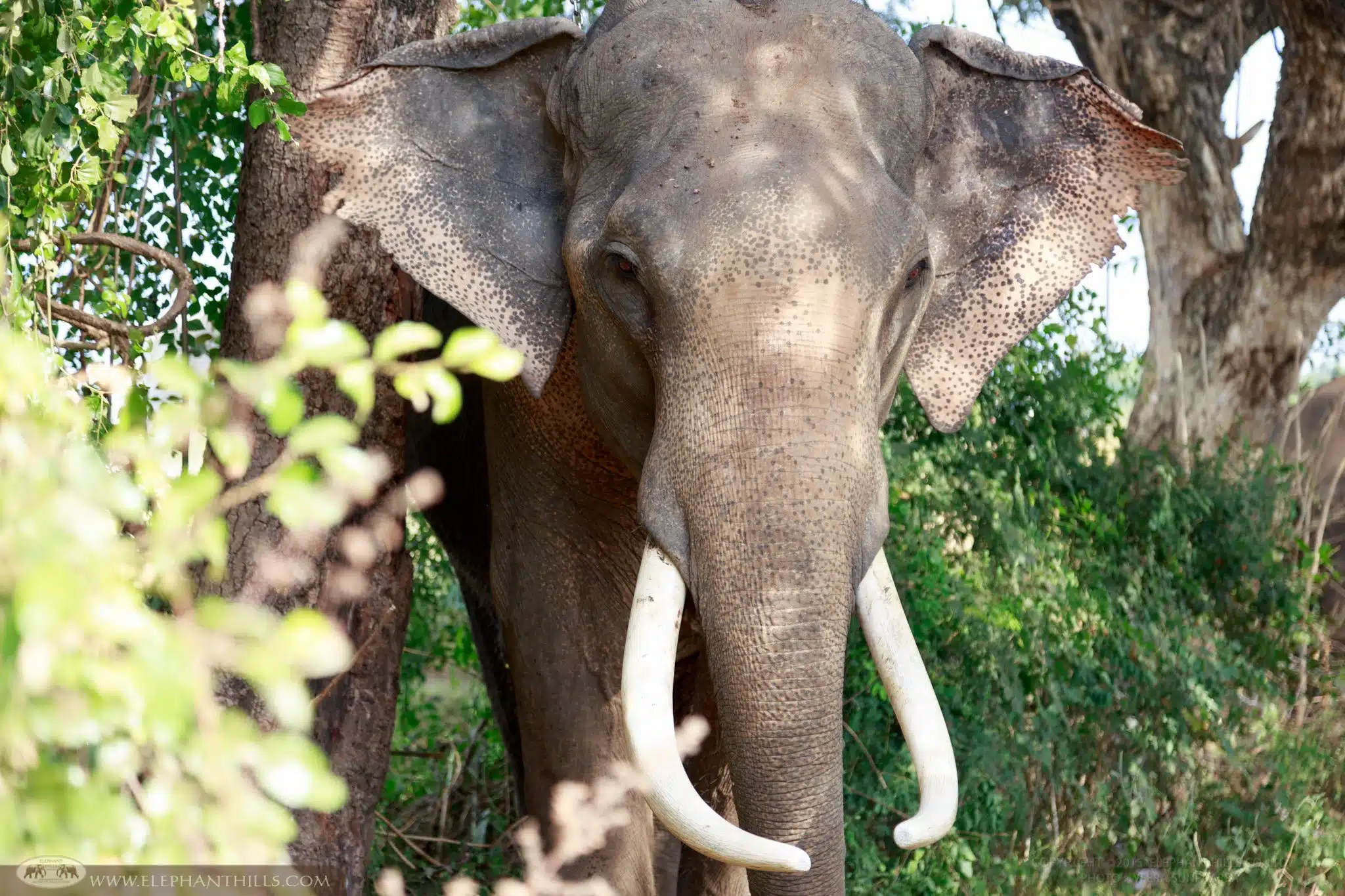 Male Asian Elephant with his long tusks
