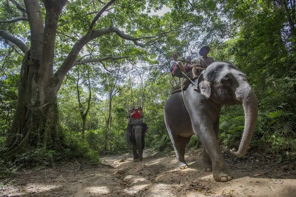 Riding elephants for travelers in tourist industry