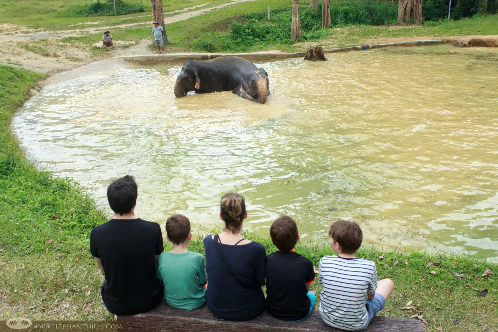 The family are watching an elephant playing in their swimming pool