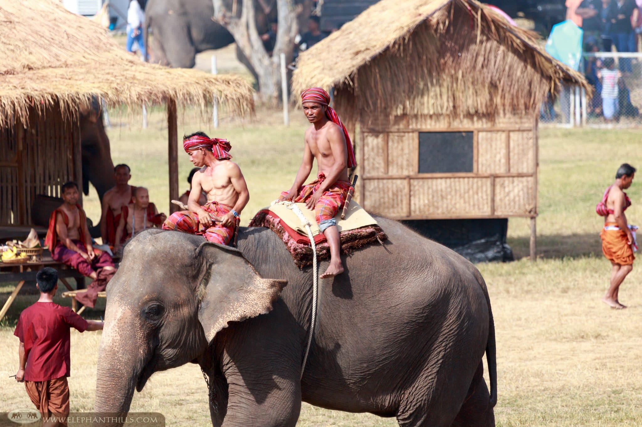 How people in the past lived with elephants in an Elephant show at Surin, Northeastern province in Thailand
