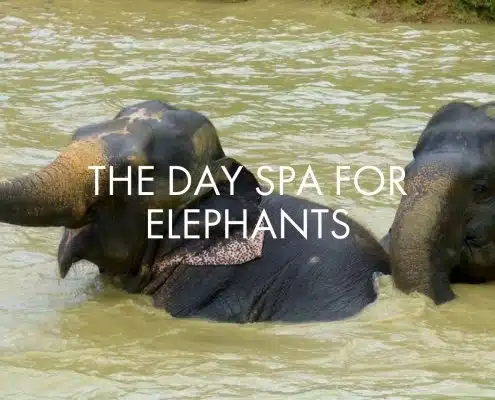 THE DAY SPA FOR ELEPHANTS 12