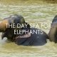 THE DAY SPA FOR ELEPHANTS 19