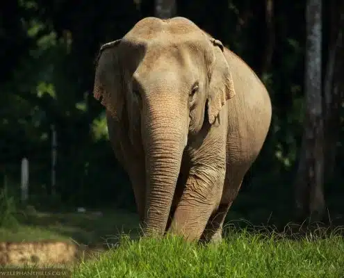 Female elephant at Elephant Hills