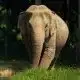 Female elephant at Elephant Hills