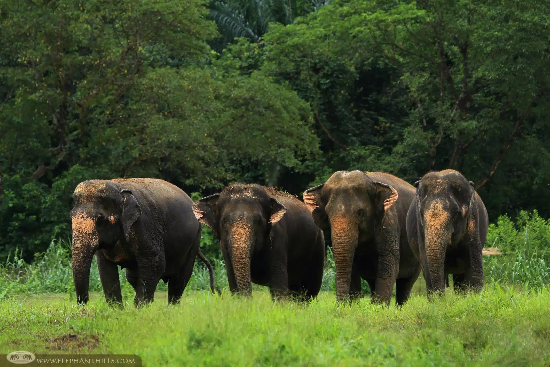 8 Interesting Elephant Facts You Might Not Know - Elephant Hills, Thailand
