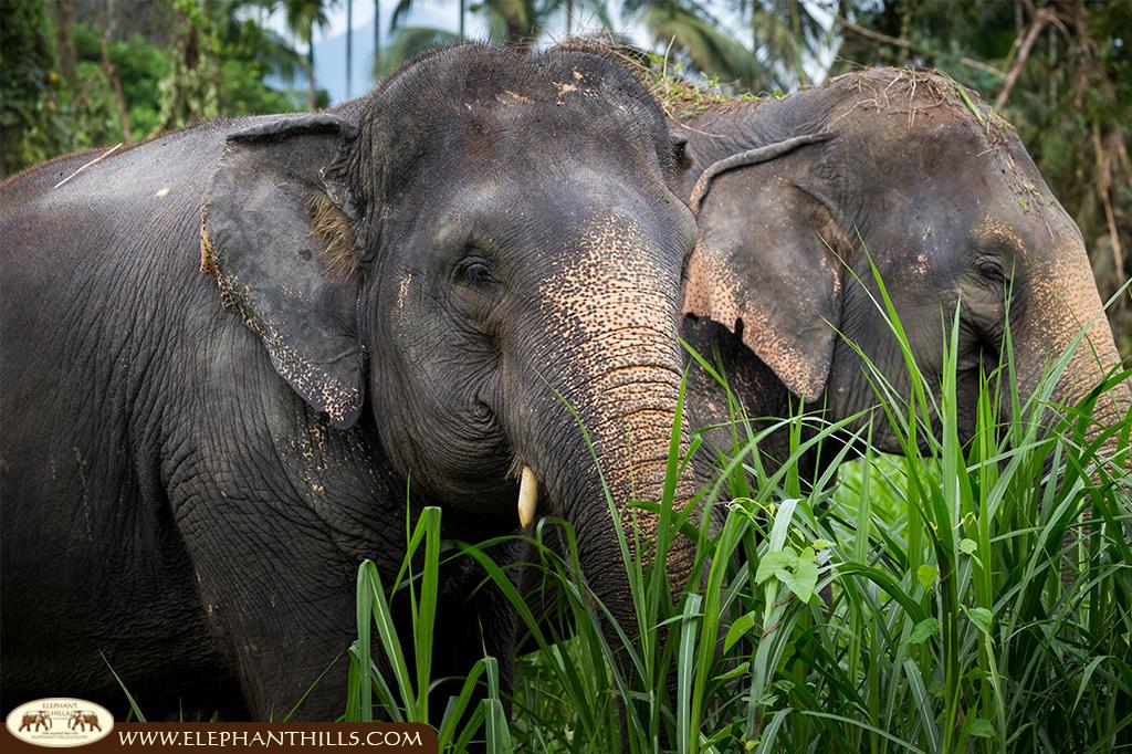 Asian elephants relax at Elephant Hills park in the Khao Sok rainforest