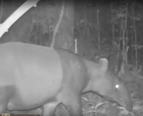 Elephant Hills Wildlife Monitoring Project - Malayan tapir