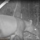 Elephant Hills Wildlife Monitoring Project - Malayan tapir
