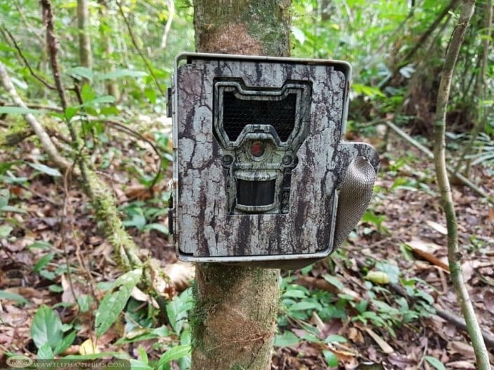 New Camera Trap For Our Wildlife Monitoring Project Elephant Hills, Thailand