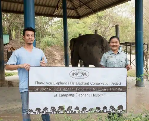 Elephant Hills Elephant Conservation Project - veterinary training