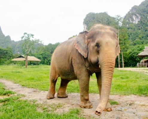 Teens in Thailand: A family holiday review 4