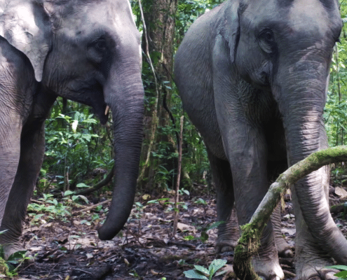 An elephant encounter during camera trap trek! 8