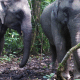 An elephant encounter during camera trap trek! 18