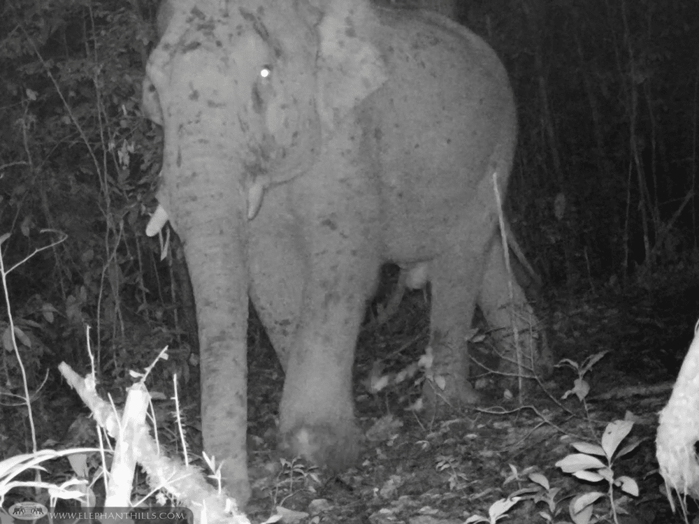 Elephant Hills Wildlife Monitoring Project - Wild male elephant - Khao Sok