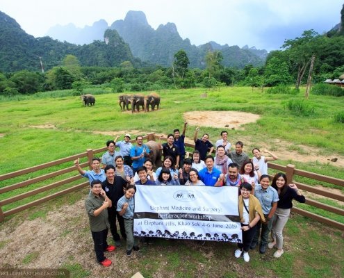 Elephant Medicine and Surgery - Workshop at Elephant Hills