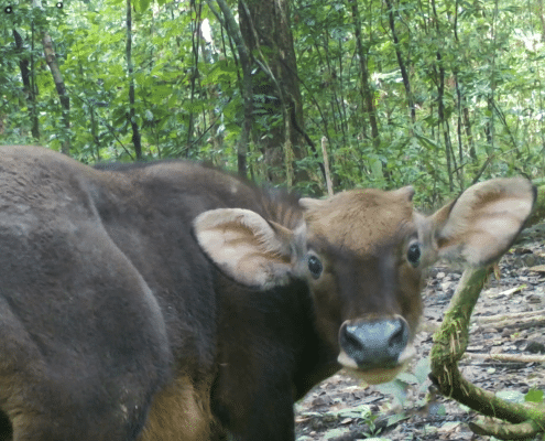 Gaur calf staring at our camera trap in Khao Sok jungle 3