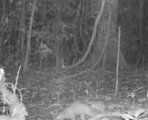 Pangolin and other rare species on camera trap 15