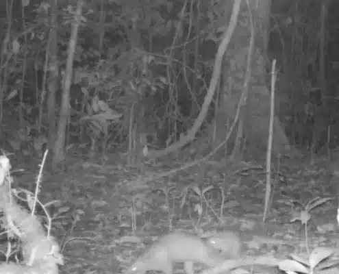 Pangolin and other rare species on camera trap 9