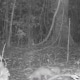 Pangolin and other rare species on camera trap 11