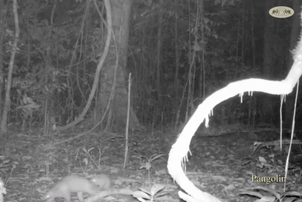 Pangolin and other rare species on camera trap 2