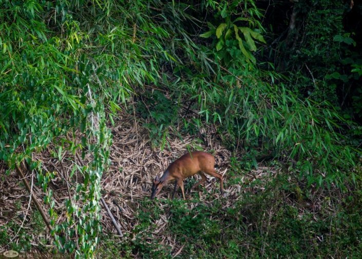 Wildlife and Nature in Khao Sok Photos 9