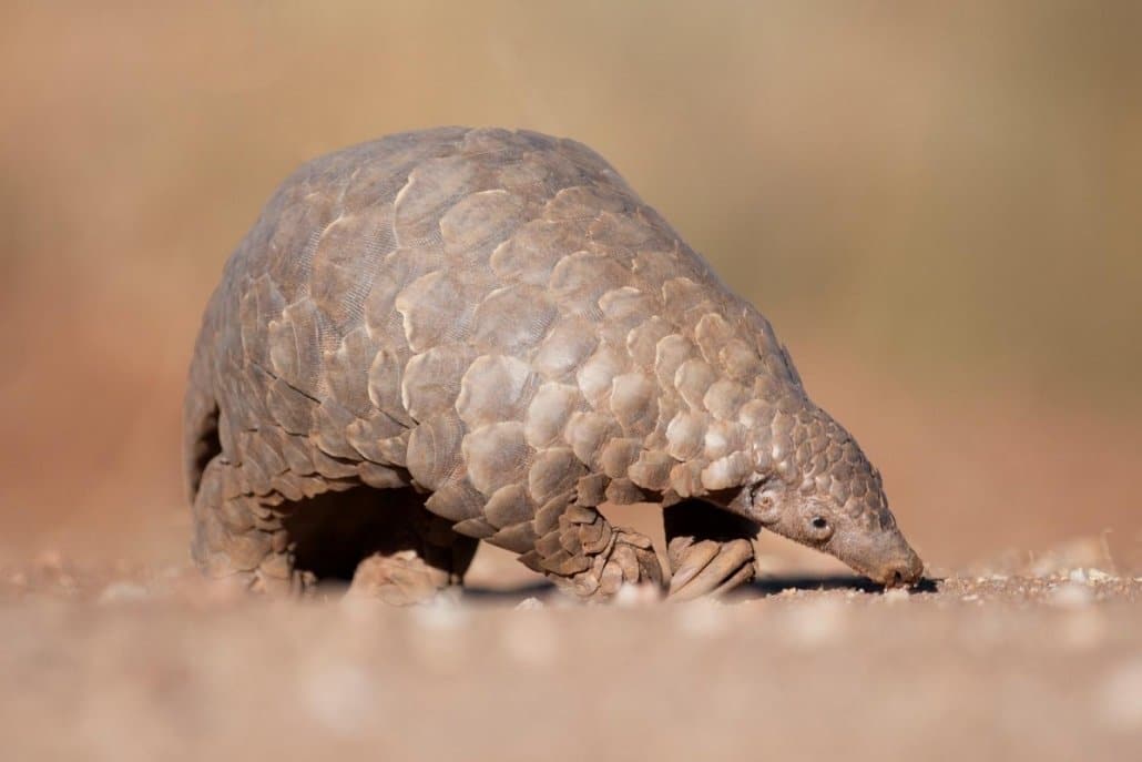 Pangolin and other rare species on camera trap 1