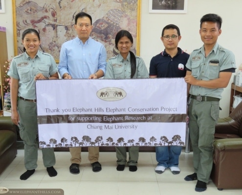 Elephant Hills supports vital research on Asian elephants 11
