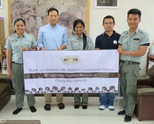 Elephant Hills supports vital research on Asian elephants 5