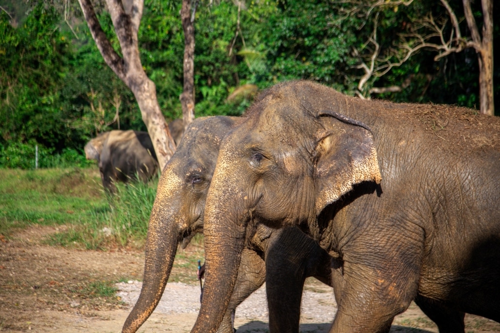2-Day Jungle Safari