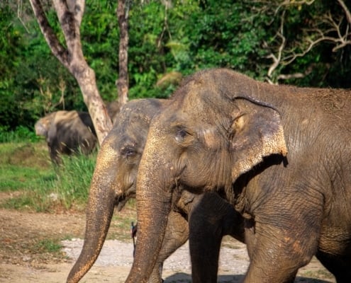 JUNGLE SAFARI – 2 Days & 1 Night 1