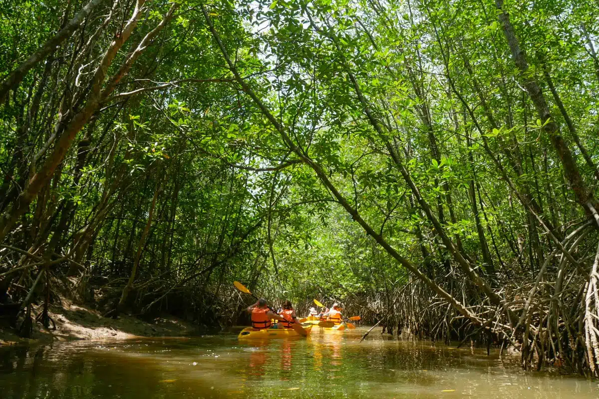 Takuapa Mangrove Swamps
