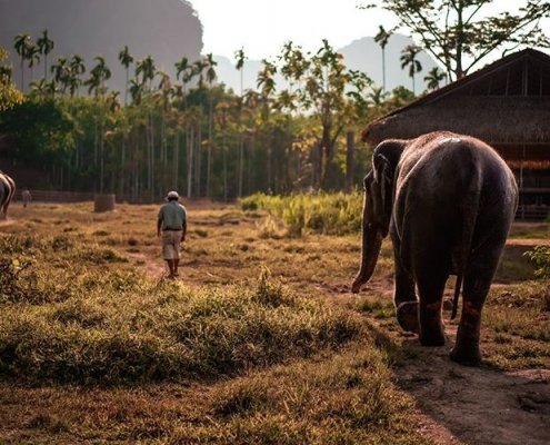 The Best Wildlife Photography Opportunities in Thailand: Capturing the Beauty of Elephant Hills