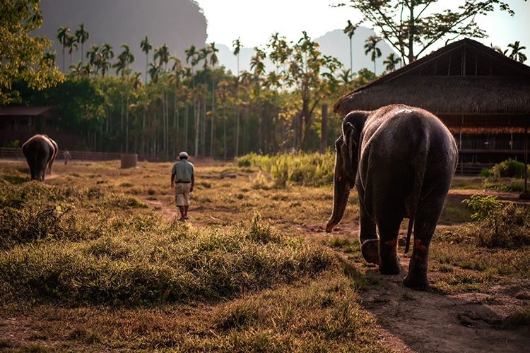 The Best Wildlife Photography Opportunities in Thailand: Capturing the Beauty of Elephant Hills