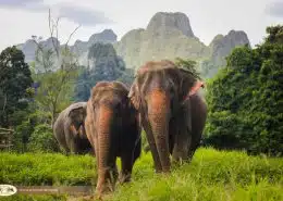 Elephant in Thai