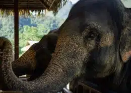 Donate To Help The Elephants 6