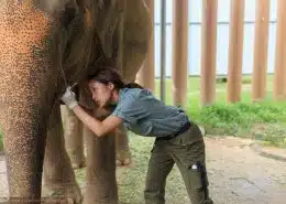 Donate To Help The Elephants 2