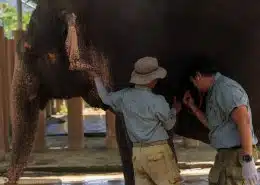 Donate To Help The Elephants 10