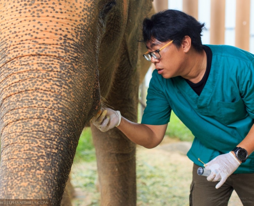 Ethical Elephant Experiences in Thailand: A Majestic Journey 2