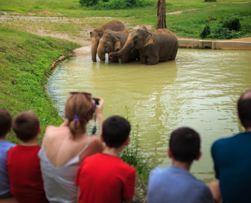 Ethical Elephant Experiences in Thailand: A Majestic Journey 1