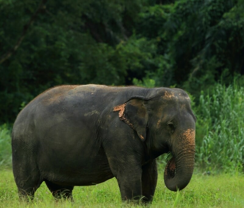 Where to Find Amazing Wildlife in Thailand’s Rainforest